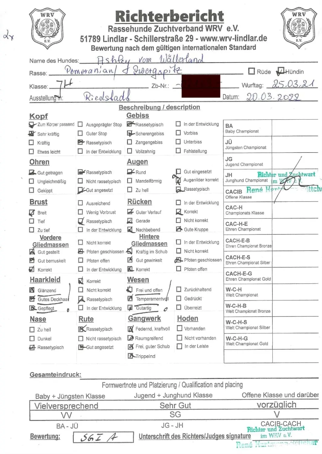 Pomeranianzucht - Hunderasse - Zertifikat