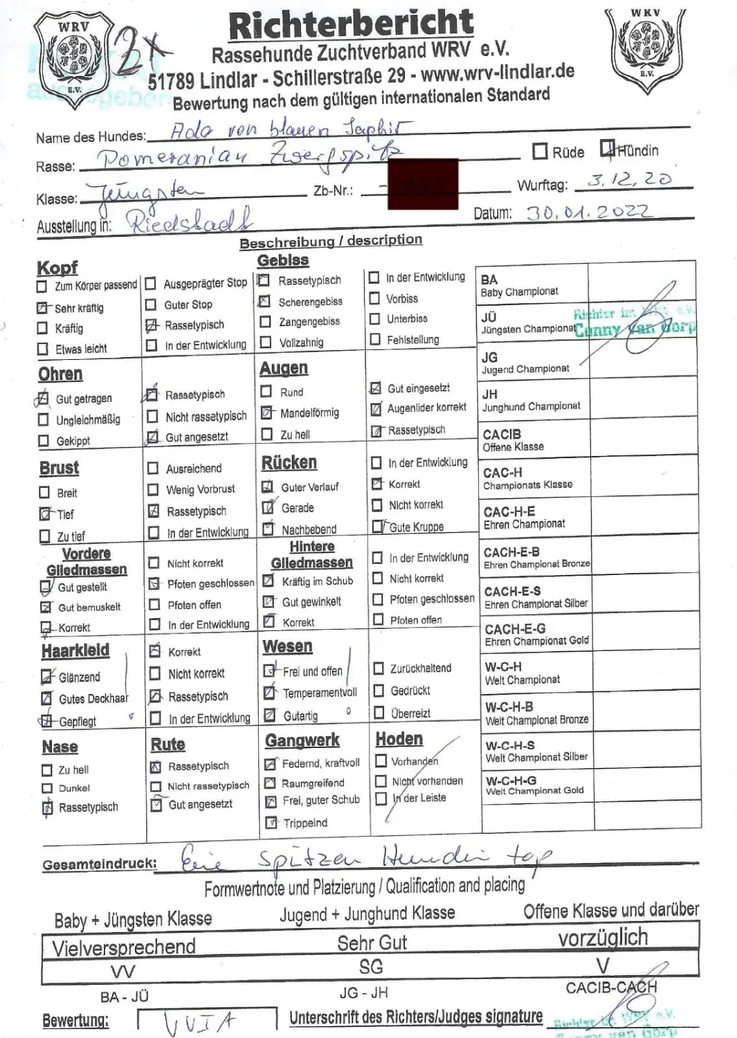 Pomeranianzucht - Hunderasse - Zertifikat