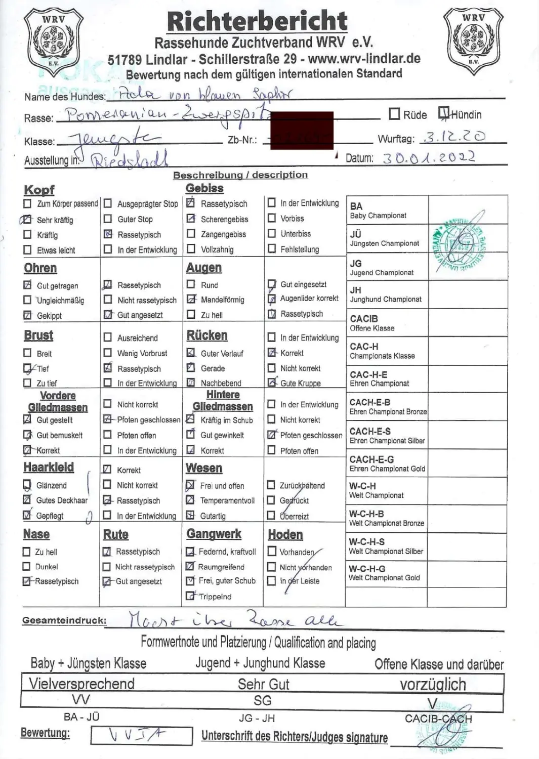 Pomeranianzucht - Hunderasse - Zertifikat