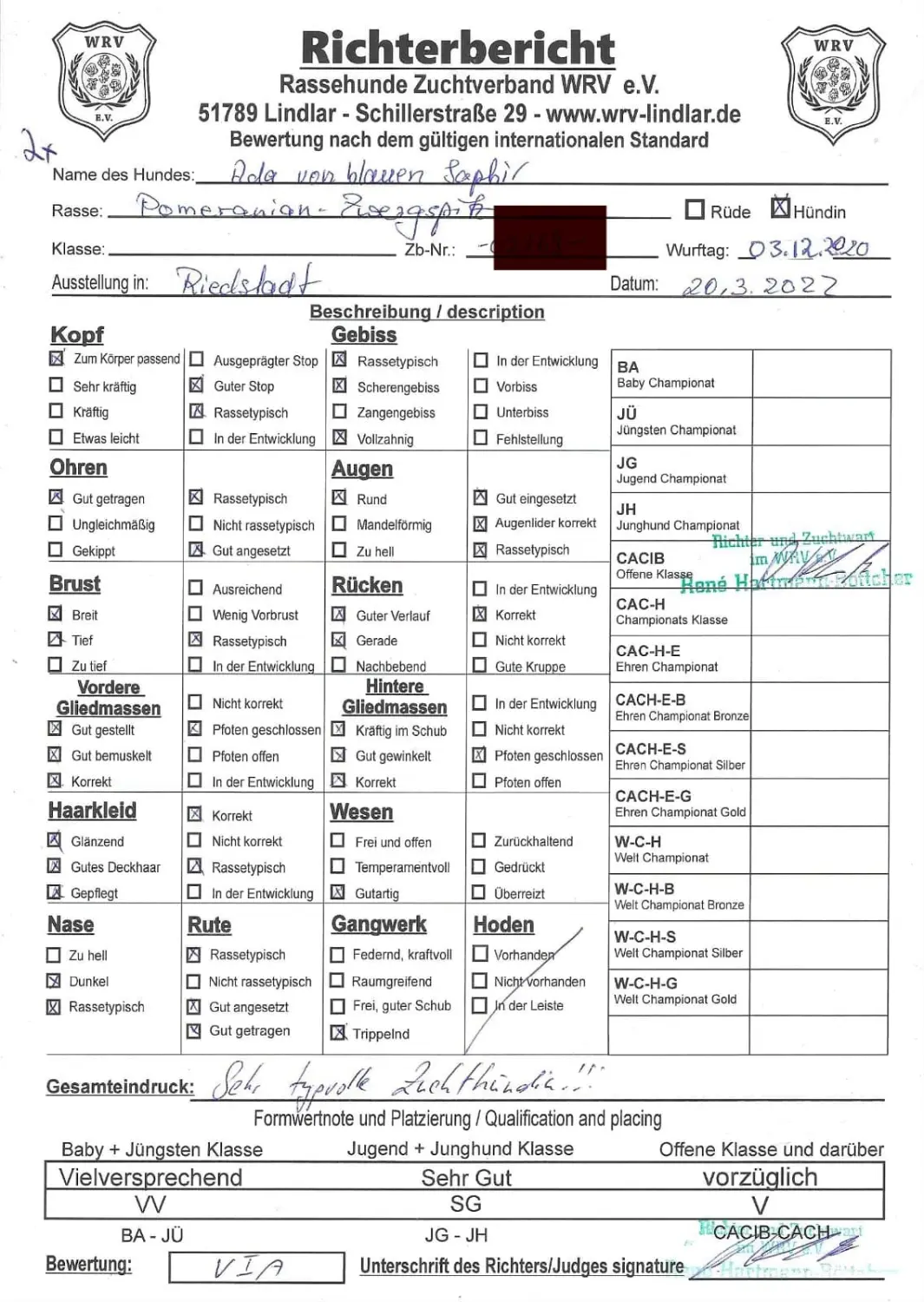 Pomeranianzucht - Hunderasse - Zertifikat