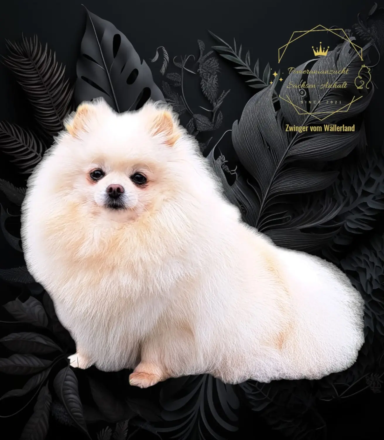 Pomeranianzucht - Hunderasse