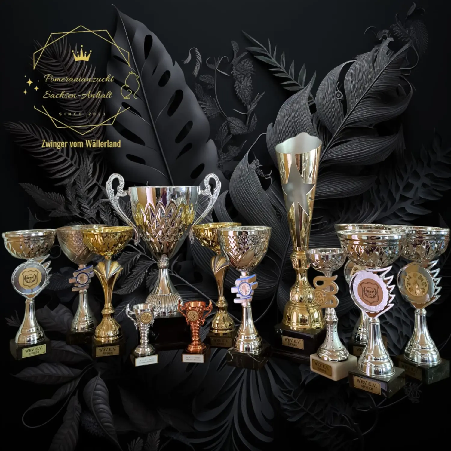 Pomeranianzucht - Hunderasse - Trophäen